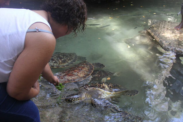 Salaam Cave Tour with Turtles Sanctuary Swimming